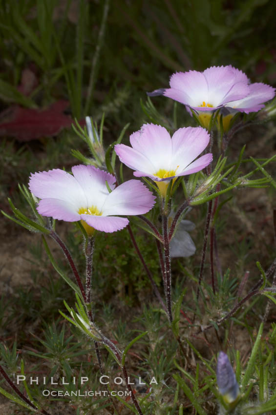 Ground pink blooms in spring, Batiquitos Lagoon, Carlsbad. California, USA, Linanthus dianthiflorus, natural history stock photograph, photo id 11489
