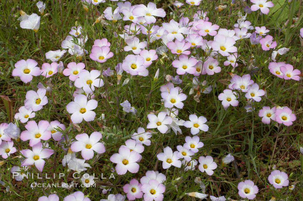 Ground pink blooms in spring, Batiquitos Lagoon, Carlsbad. California, USA, Linanthus dianthiflorus, natural history stock photograph, photo id 11501