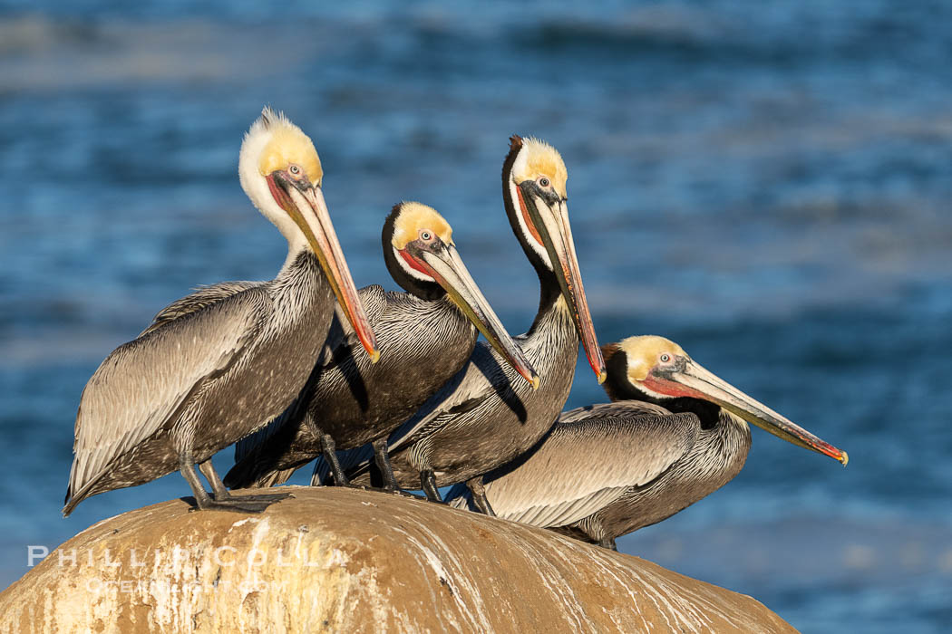 Group of Adult California Brown Pelicans in Winter Plumage. The breeding birds have brown necks. Note the yellow head, red throat of winter. La Jolla, USA, Pelecanus occidentalis, Pelecanus occidentalis californicus, natural history stock photograph, photo id 40074