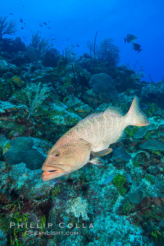 Grouper on coral reef, Grand Cayman Island. Cayman Islands, natural history stock photograph, photo id 32172