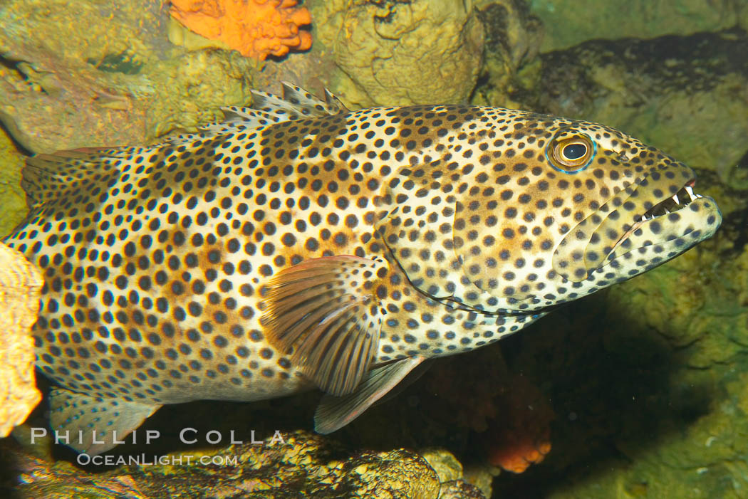 Unidentified grouper., natural history stock photograph, photo id 12938