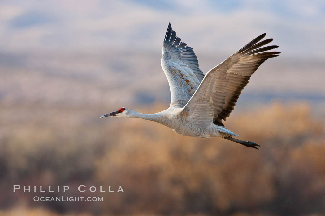 Sandhill crane in flight, wings extended, flying in front of the Chupadera Mountain Range. Bosque Del Apache, Socorro, New Mexico, USA, Grus canadensis, natural history stock photograph, photo id 26233