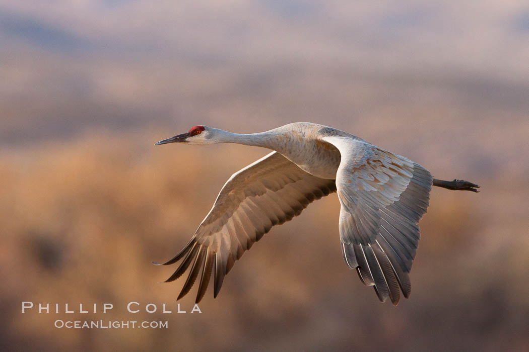 Sandhill crane in flight, wings extended, flying in front of the Chupadera Mountain Range. Bosque Del Apache, Socorro, New Mexico, USA, Grus canadensis, natural history stock photograph, photo id 26277