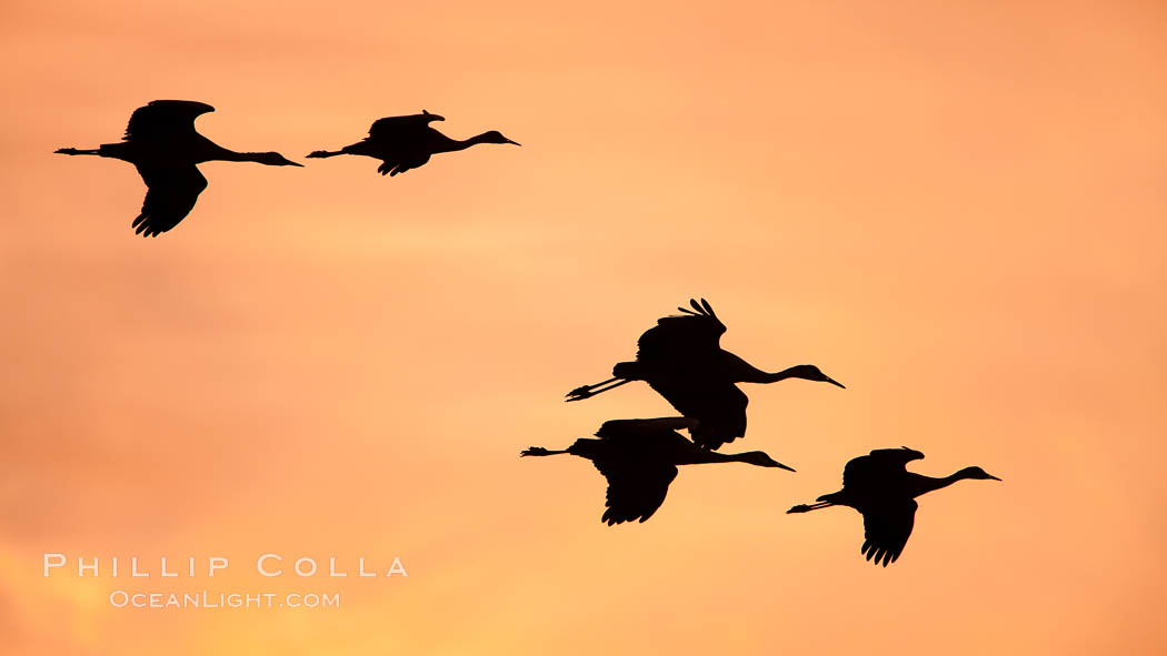 Sandhill cranes in flight, sunset. Bosque Del Apache, Socorro, New Mexico, USA, Grus canadensis, natural history stock photograph, photo id 26213