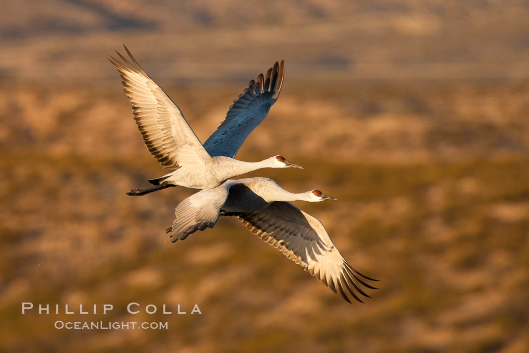 Sandhill cranes flying, sunrise. Bosque Del Apache, Socorro, New Mexico, USA, Grus canadensis, natural history stock photograph, photo id 26222