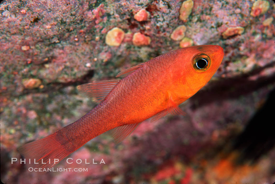 Guadalupe cardinalfish. Guadalupe Island (Isla Guadalupe), Baja California, Mexico, Apogon guadalupensis, natural history stock photograph, photo id 02406