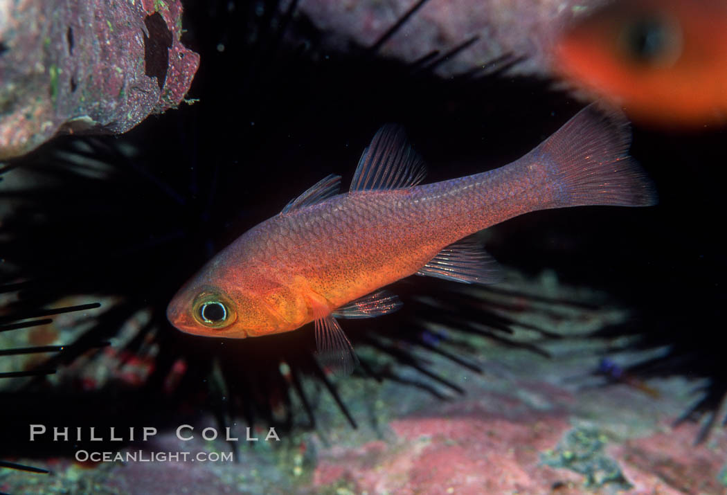 Guadalupe cardinalfish. Guadalupe Island (Isla Guadalupe), Baja California, Mexico, Apogon guadalupensis, natural history stock photograph, photo id 05068