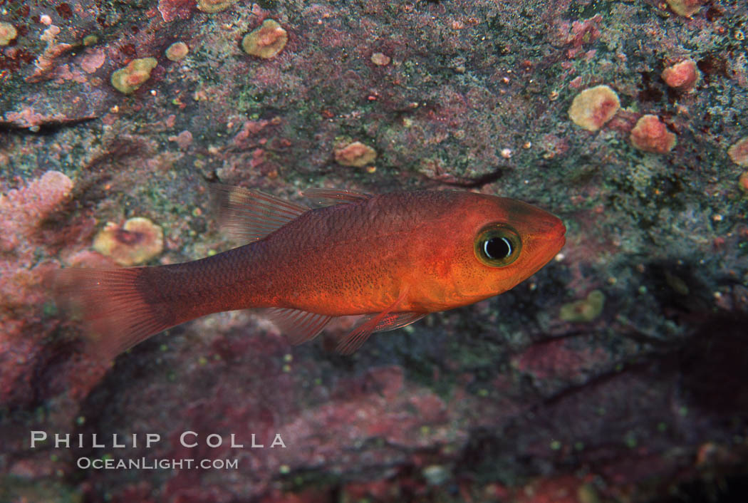 Guadalupe cardinalfish. Guadalupe Island (Isla Guadalupe), Baja California, Mexico, Apogon guadalupensis, natural history stock photograph, photo id 05072