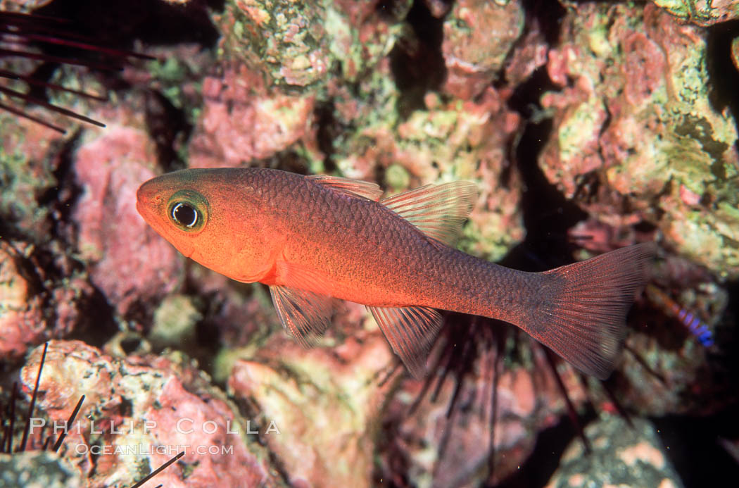 Guadalupe cardinalfish. Guadalupe Island (Isla Guadalupe), Baja California, Mexico, Apogon guadalupensis, natural history stock photograph, photo id 05067