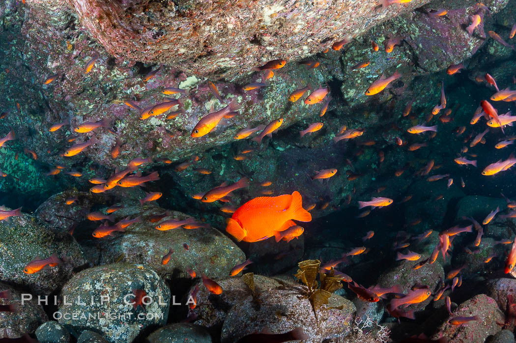 Guadalupe cardinalfish (and a lone orange garibaldi), typically schooling together in the shadow of a rock ledge. Guadalupe Island (Isla Guadalupe), Baja California, Mexico, Apogon guadalupensis, natural history stock photograph, photo id 09587