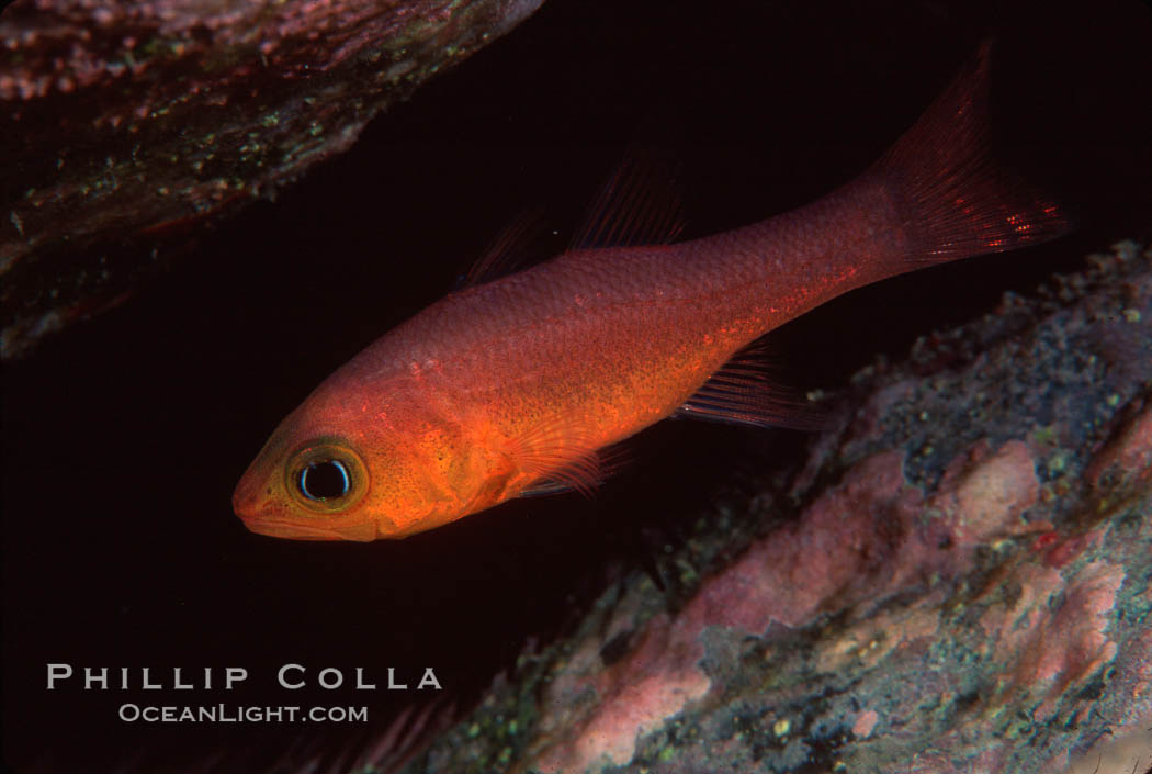 Guadalupe cardinalfish. Guadalupe Island (Isla Guadalupe), Baja California, Mexico, Apogon guadalupensis, natural history stock photograph, photo id 02405