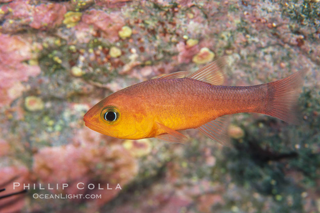 Guadalupe cardinalfish. Guadalupe Island (Isla Guadalupe), Baja California, Mexico, Apogon guadalupensis, natural history stock photograph, photo id 05065