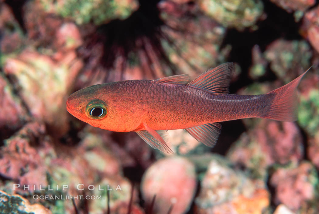 Guadalupe cardinalfish. Guadalupe Island (Isla Guadalupe), Baja California, Mexico, Apogon guadalupensis, natural history stock photograph, photo id 05073