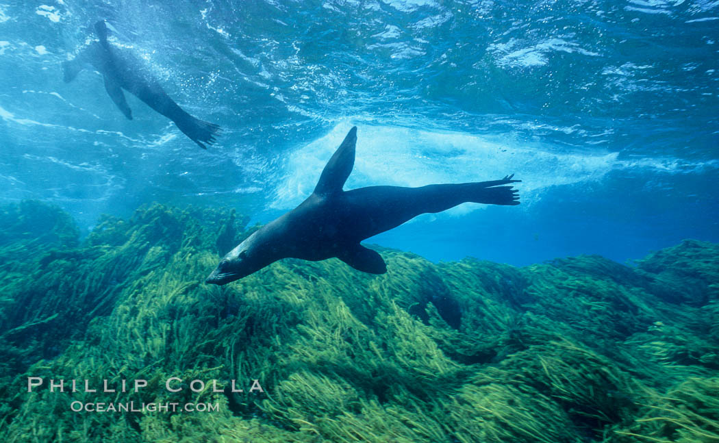 Guadalupe fur seal. Guadalupe Island (Isla Guadalupe), Baja California, Mexico, Arctocephalus townsendi, natural history stock photograph, photo id 00974