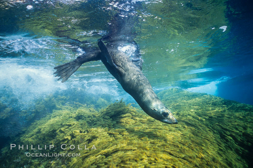 Guadalupe fur seal, pup. Guadalupe Island (Isla Guadalupe), Baja California, Mexico, Arctocephalus townsendi, natural history stock photograph, photo id 01954