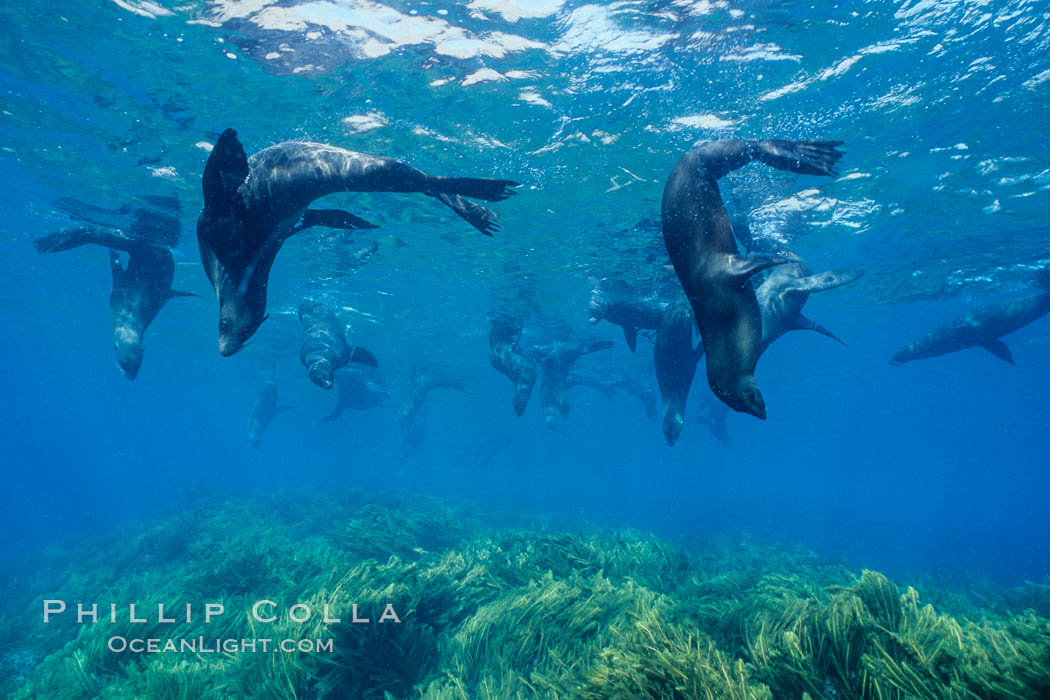 Guadalupe fur seals resting. Guadalupe Island (Isla Guadalupe), Baja California, Mexico, Arctocephalus townsendi, natural history stock photograph, photo id 02106