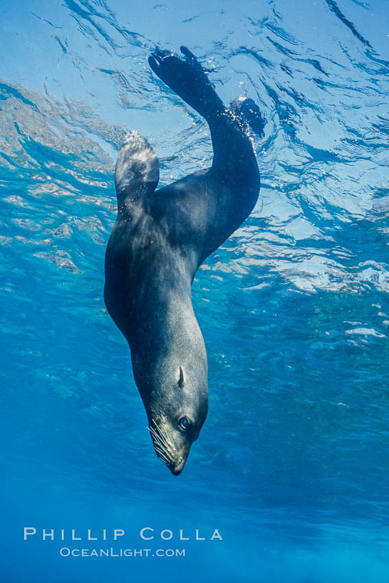 Guadalupe fur seal, floating upside down under the ocean's surface at Guadalupe Island, watching the photographer and looking for passing predators, Arctocephalus townsendi, Guadalupe Island (Isla Guadalupe)