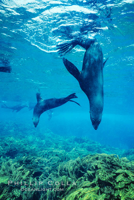 Guadalupe fur seal. Guadalupe Island (Isla Guadalupe), Baja California, Mexico, Arctocephalus townsendi, natural history stock photograph, photo id 02138