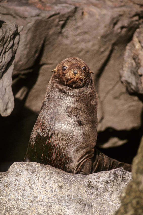 Guadalupe fur seal pup, San Benito Islands. San Benito Islands (Islas San Benito), Baja California, Mexico, Arctocephalus townsendi, natural history stock photograph, photo id 02142