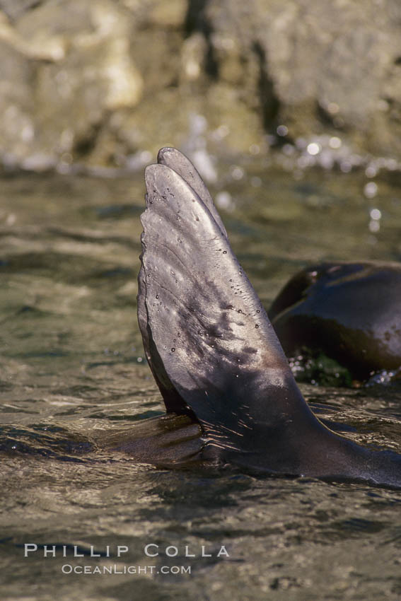 Guadalupe fur seal foreflippers, thermoregulating, San Benito Islands. San Benito Islands (Islas San Benito), Baja California, Mexico, Arctocephalus townsendi, natural history stock photograph, photo id 02146