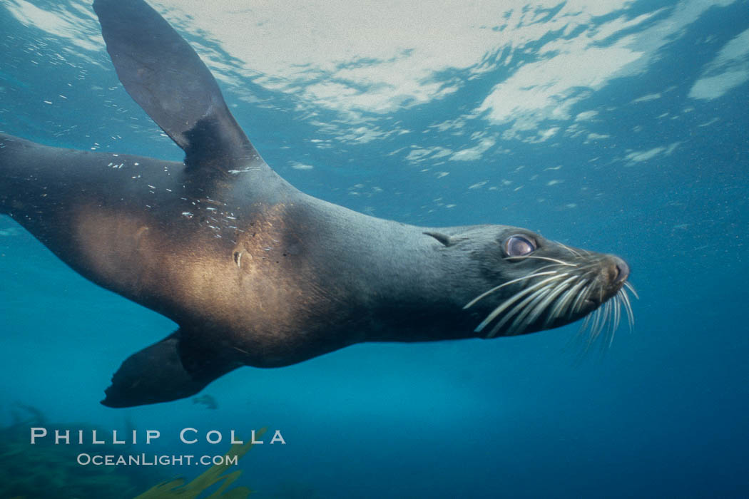 Guadalupe fur seal, Islas San Benito. San Benito Islands (Islas San Benito), Baja California, Mexico, Arctocephalus townsendi, natural history stock photograph, photo id 02298