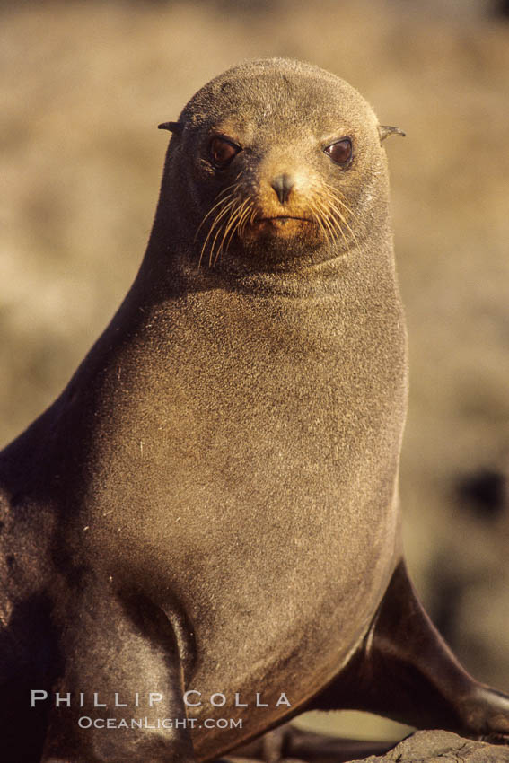 Guadalupe fur seal. Guadalupe Island (Isla Guadalupe), Baja California, Mexico, Arctocephalus townsendi, natural history stock photograph, photo id 02358