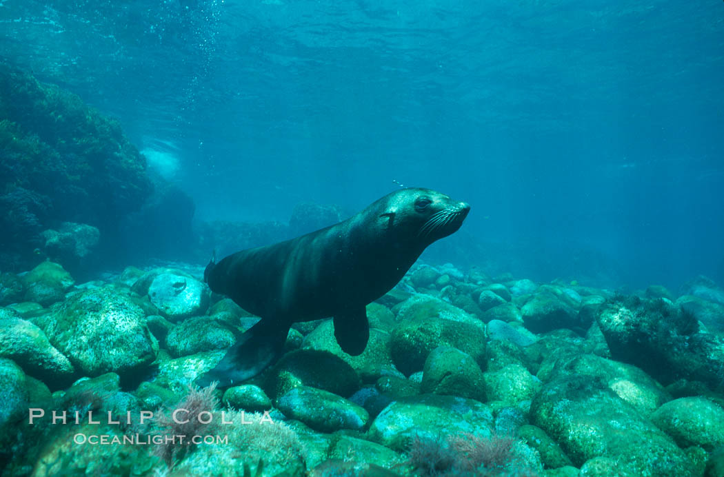 Guadalupe fur seal. Guadalupe Island (Isla Guadalupe), Baja California, Mexico, Arctocephalus townsendi, natural history stock photograph, photo id 02362
