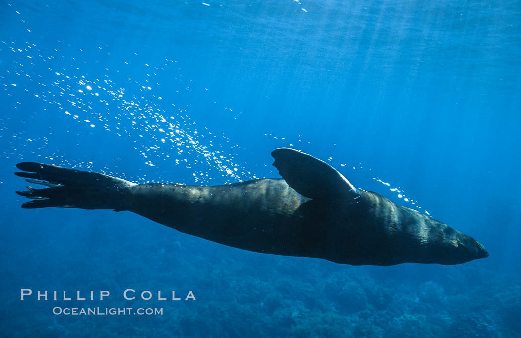 Guadalupe fur seal, bubbles emitted by dense fur coat. Guadalupe Island (Isla Guadalupe), Baja California, Mexico, Arctocephalus townsendi, natural history stock photograph, photo id 02366