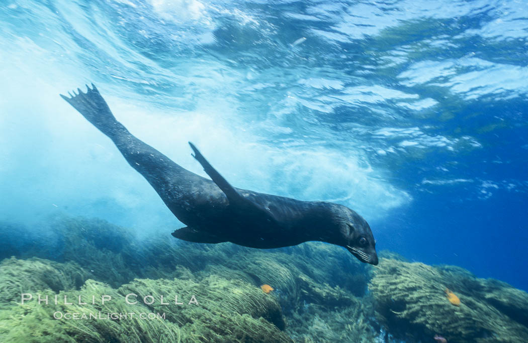 Guadalupe fur seal surfing under wave. Guadalupe Island (Isla Guadalupe), Baja California, Mexico, Arctocephalus townsendi, natural history stock photograph, photo id 02370