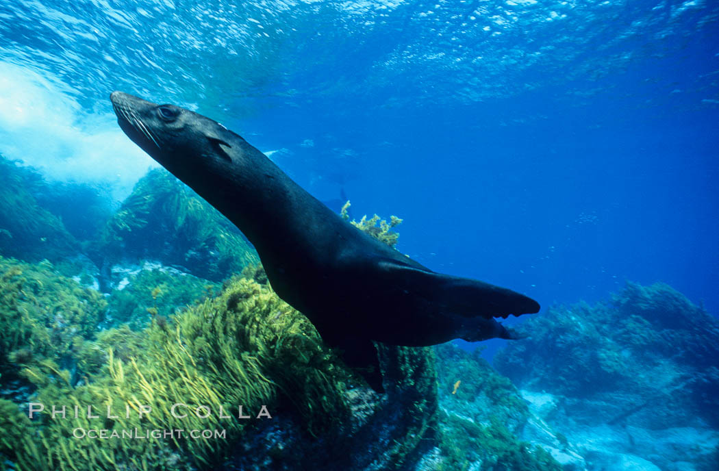 Guadalupe fur seal. Guadalupe Island (Isla Guadalupe), Baja California, Mexico, Arctocephalus townsendi, natural history stock photograph, photo id 00976