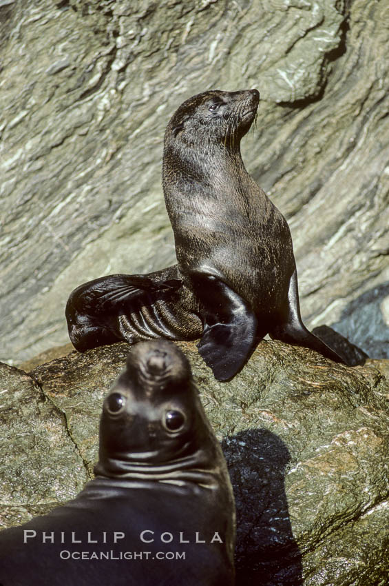 Guadalupe fur seal and Northern elephant seal, San Benito Islands. San Benito Islands (Islas San Benito), Baja California, Mexico, Arctocephalus townsendi, Mirounga angustirostris, natural history stock photograph, photo id 02104