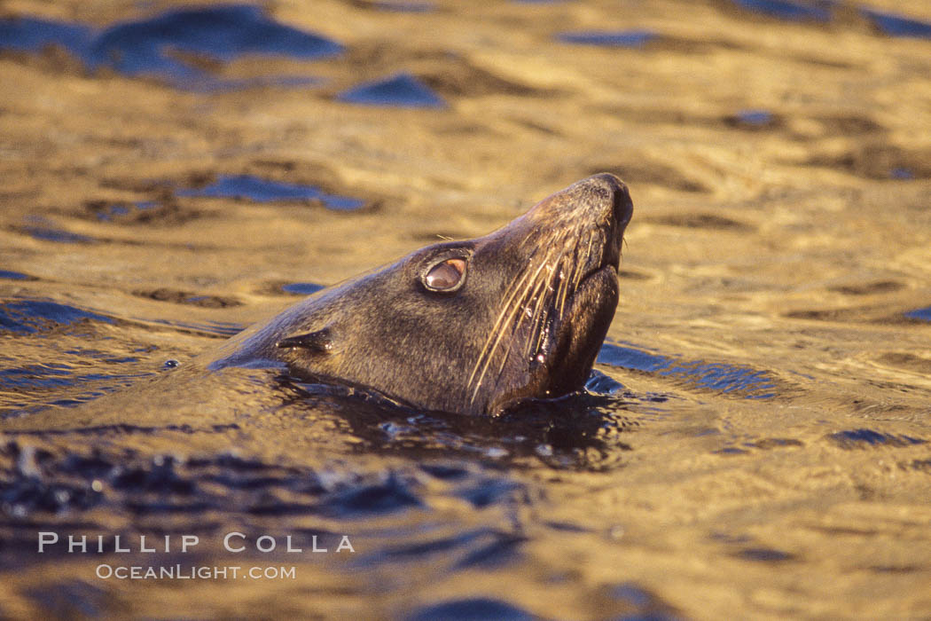 Guadalupe fur seal bull. Guadalupe Island (Isla Guadalupe), Baja California, Mexico, Arctocephalus townsendi, natural history stock photograph, photo id 02356