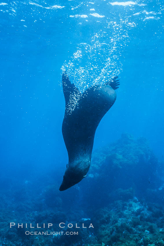 Guadalupe fur seal, bubbles emitted by dense fur coat. Guadalupe Island (Isla Guadalupe), Baja California, Mexico, Arctocephalus townsendi, natural history stock photograph, photo id 02360