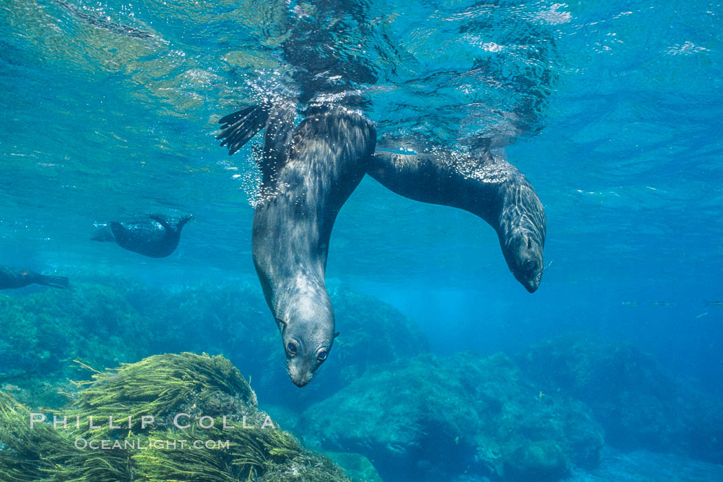 Juvenile Guadalupe fur seals. Guadalupe Island (Isla Guadalupe), Baja California, Mexico, Arctocephalus townsendi, natural history stock photograph, photo id 02364
