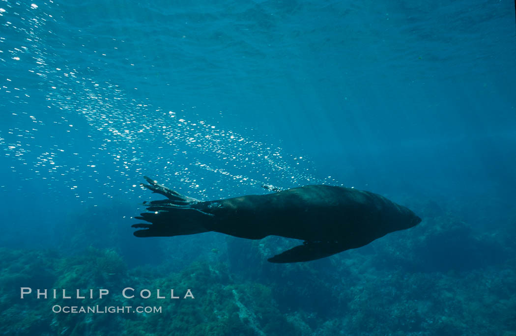 Guadalupe fur seal, bubbles emitted by dense fur coat. Guadalupe Island (Isla Guadalupe), Baja California, Mexico, Arctocephalus townsendi, natural history stock photograph, photo id 02368