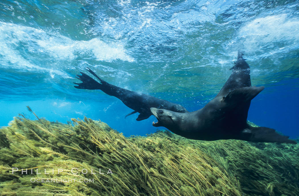 Territorial male Guadalupe fur seal threatening another intruding seal. Guadalupe Island (Isla Guadalupe), Baja California, Mexico, Arctocephalus townsendi, natural history stock photograph, photo id 02372