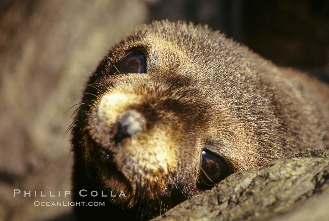 Guadalupe fur seal, pup. Guadalupe Island (Isla Guadalupe), Baja California, Mexico, Arctocephalus townsendi, natural history stock photograph, photo id 00971