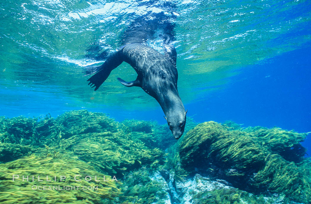Guadalupe fur seal. Guadalupe Island (Isla Guadalupe), Baja California, Mexico, Arctocephalus townsendi, natural history stock photograph, photo id 00975