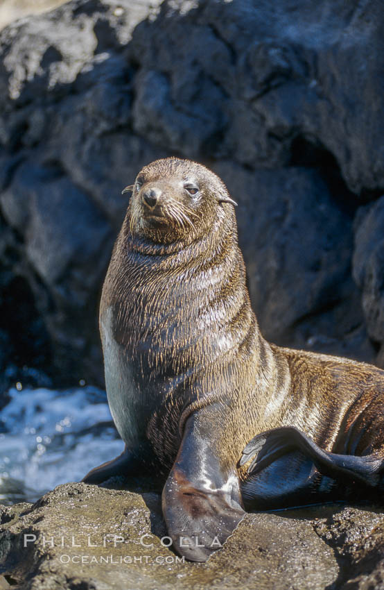Guadalupe fur seal. Guadalupe Island (Isla Guadalupe), Baja California, Mexico, Arctocephalus townsendi, natural history stock photograph, photo id 01951
