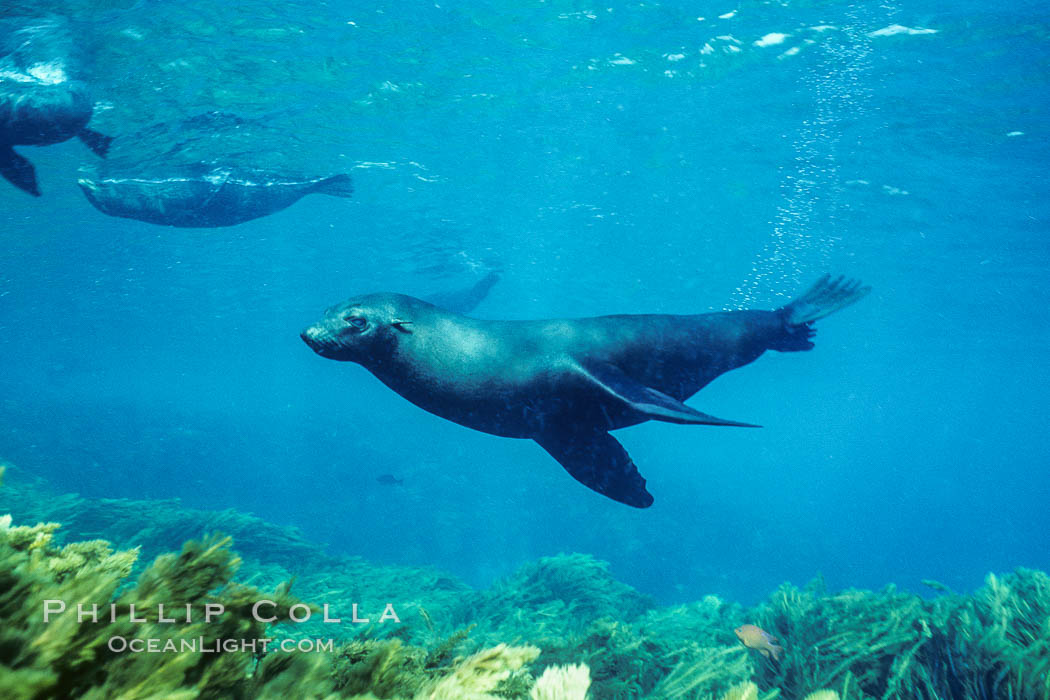 Guadalupe fur seal. Guadalupe Island (Isla Guadalupe), Baja California, Mexico, Arctocephalus townsendi, natural history stock photograph, photo id 02139