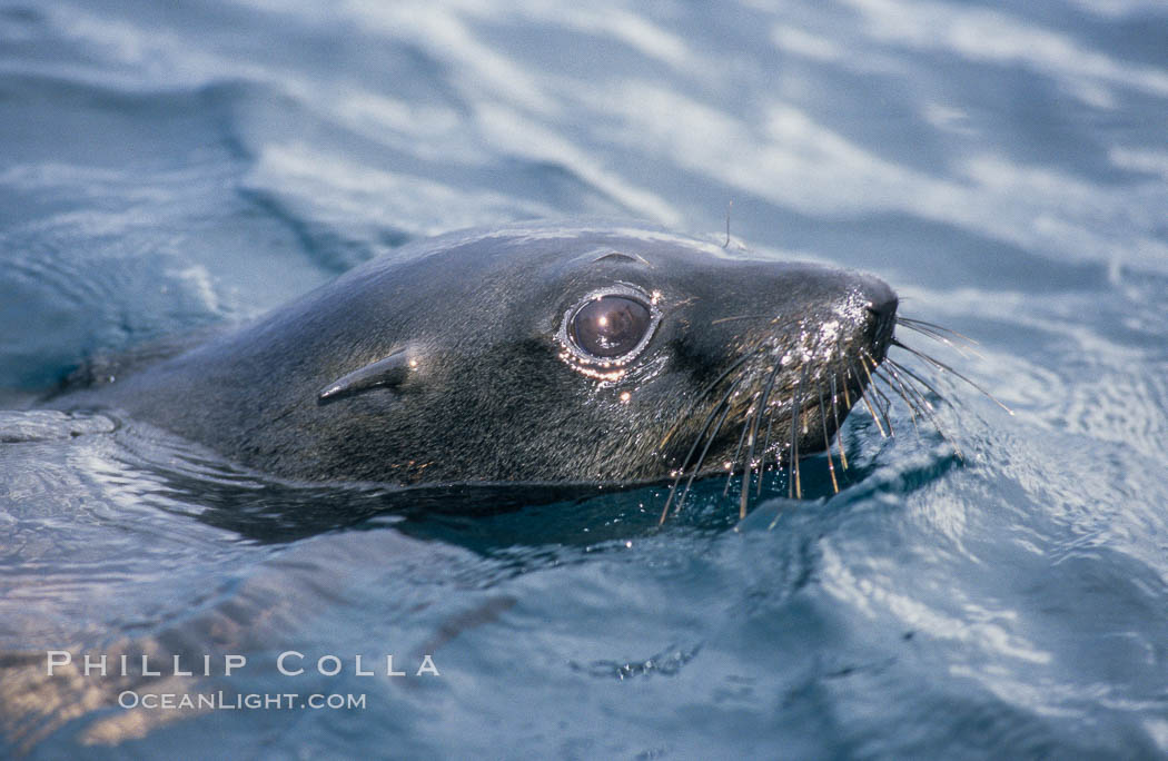 Guadalupe fur seal, Islas San Benito. San Benito Islands (Islas San Benito), Baja California, Mexico, Arctocephalus townsendi, natural history stock photograph, photo id 02295