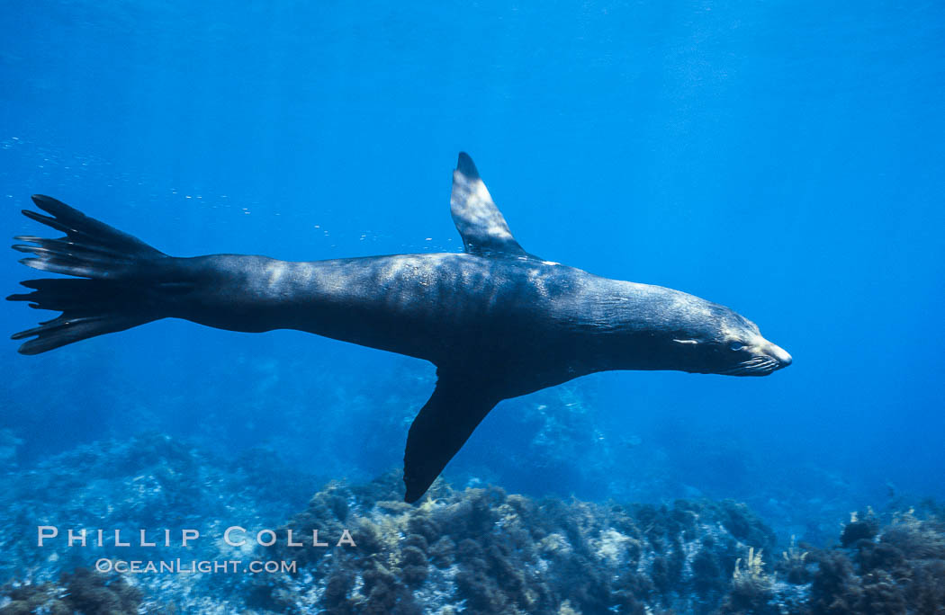 Guadalupe fur seal. Guadalupe Island (Isla Guadalupe), Baja California, Mexico, Arctocephalus townsendi, natural history stock photograph, photo id 02359