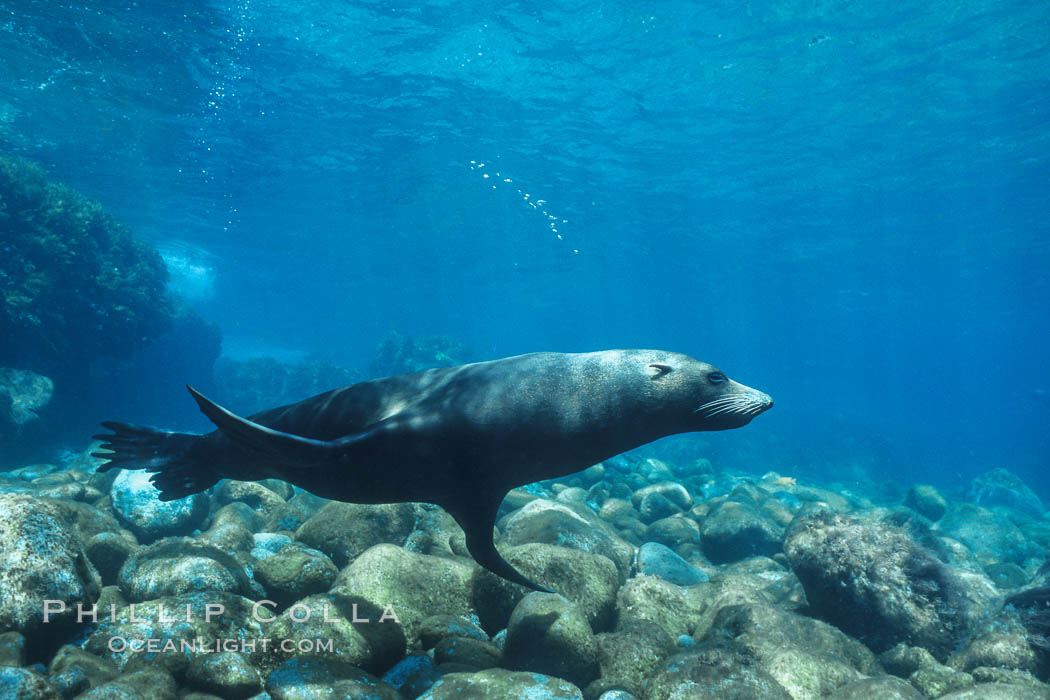 Guadalupe fur seal. Guadalupe Island (Isla Guadalupe), Baja California, Mexico, Arctocephalus townsendi, natural history stock photograph, photo id 02363