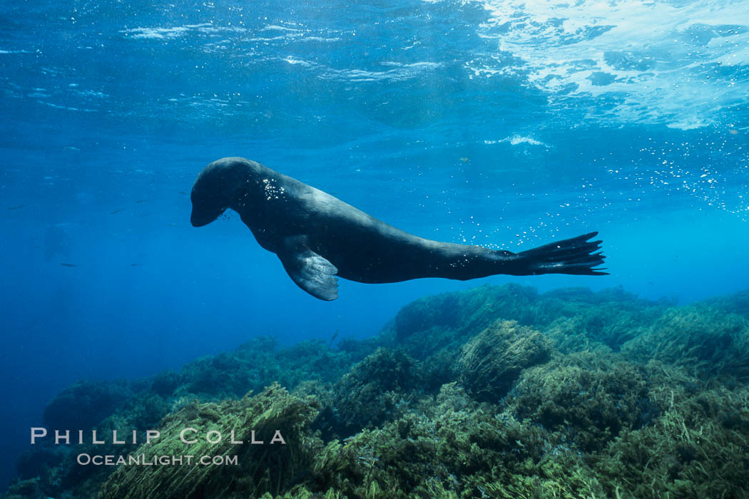 Guadalupe fur seal. Guadalupe Island (Isla Guadalupe), Baja California, Mexico, Arctocephalus townsendi, natural history stock photograph, photo id 00977