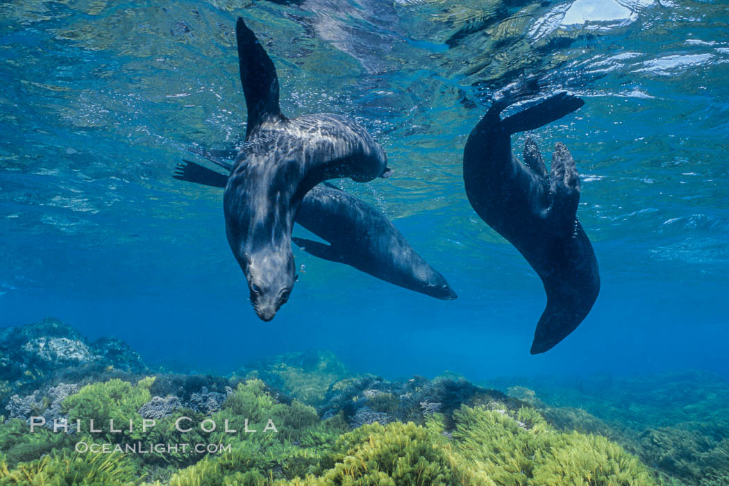 Guadalupe fur seals, floating upside down underwater over a rocky reef covered with golden kelp at Guadalupe Island. Guadalupe Island (Isla Guadalupe), Baja California, Mexico, Arctocephalus townsendi, natural history stock photograph, photo id 02113