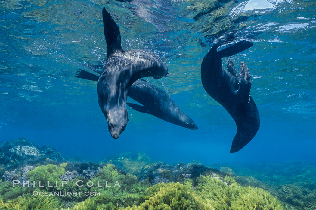 Guadalupe fur seals, floating upside down underwater over a rocky reef covered with golden kelp at Guadalupe Island, Arctocephalus townsendi, Guadalupe Island (Isla Guadalupe) Guadalupe fur seals, floating upside down underwater over a rocky reef covered with golden kelp at Guadalupe Island, Arctocephalus townsendi, Guadalupe Island (Isla Guadalupe)