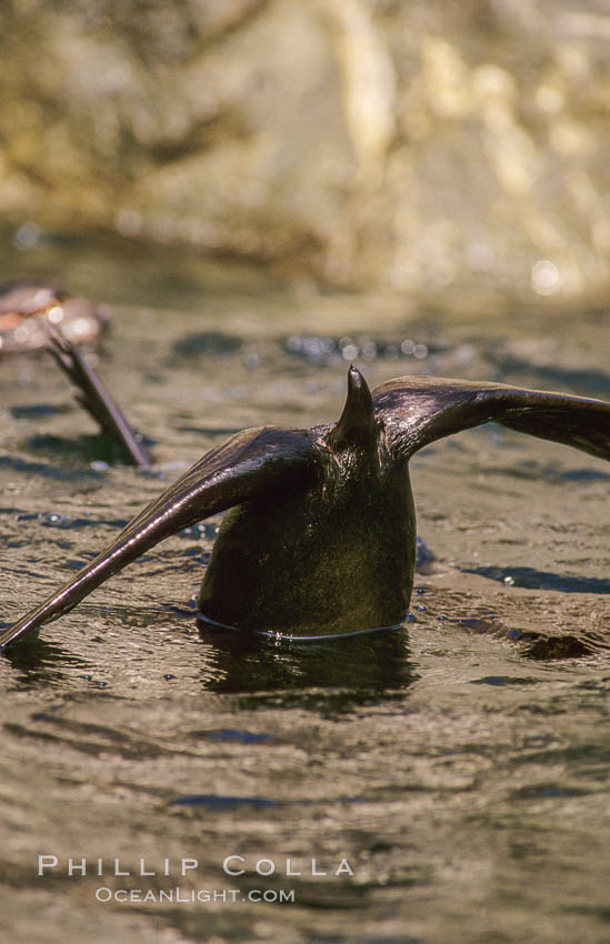 Guadalupe fur seal  tail, San Benito Islands. San Benito Islands (Islas San Benito), Baja California, Mexico, Arctocephalus townsendi, natural history stock photograph, photo id 02145