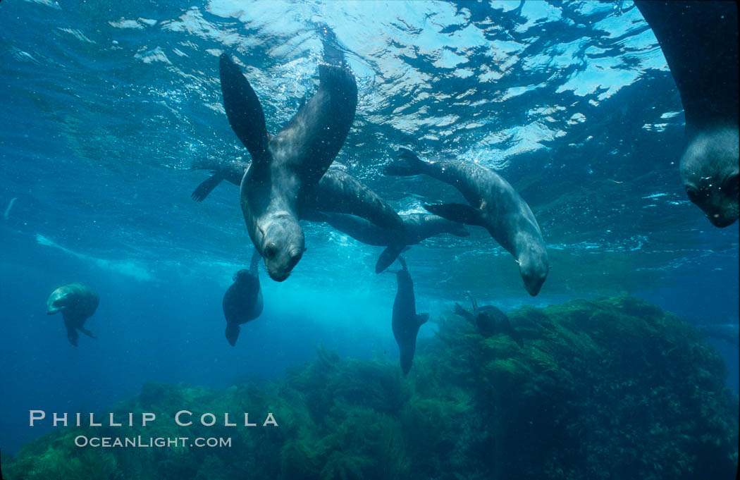 Guadalupe fur seal, Islas San Benito. San Benito Islands (Islas San Benito), Baja California, Mexico, Arctocephalus townsendi, natural history stock photograph, photo id 02297