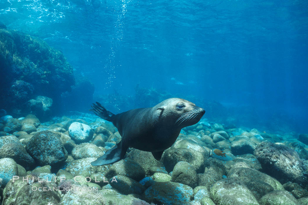 Guadalupe fur seal. Guadalupe Island (Isla Guadalupe), Baja California, Mexico, Arctocephalus townsendi, natural history stock photograph, photo id 02361