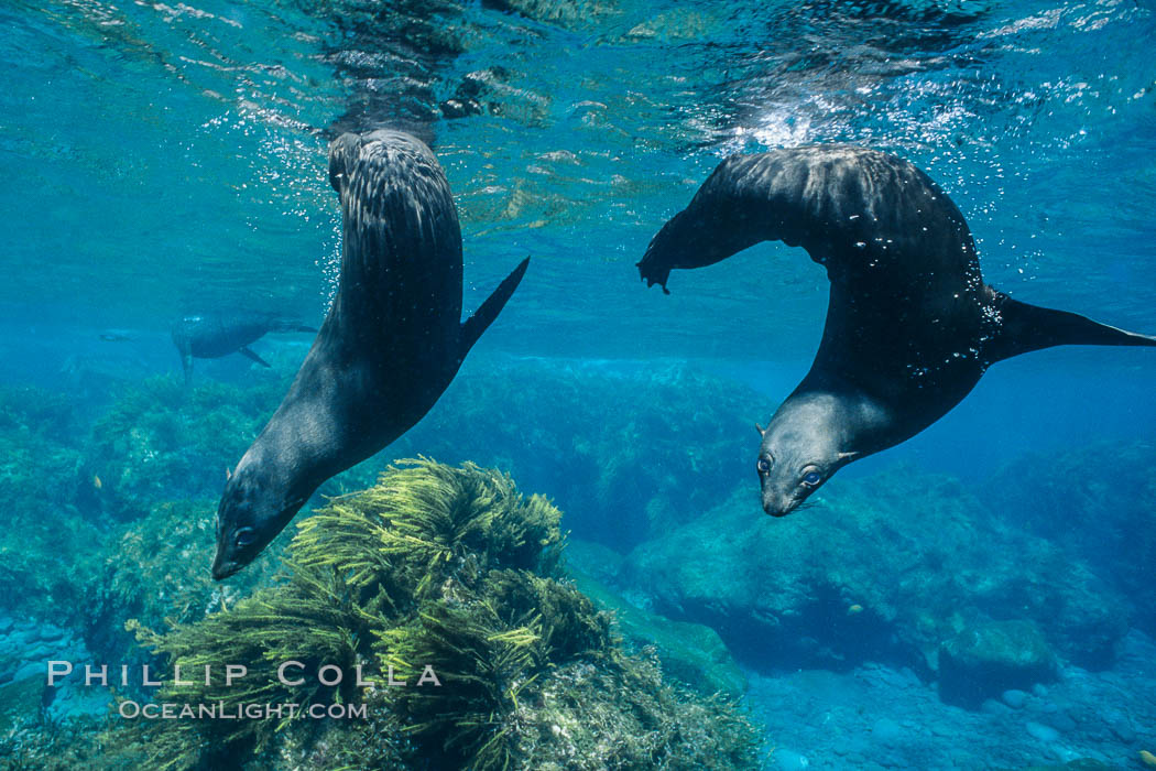 Juvenile Guadalupe fur seals. Guadalupe Island (Isla Guadalupe), Baja California, Mexico, Arctocephalus townsendi, natural history stock photograph, photo id 02365